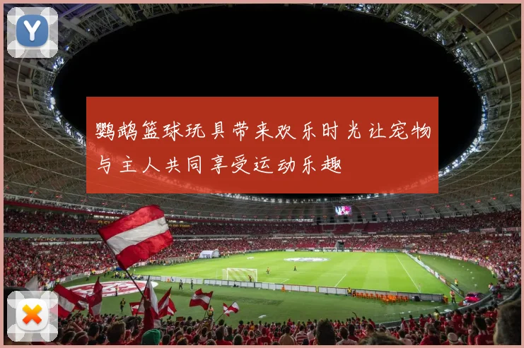 鹦鹉篮球玩具带来欢乐时光让宠物与主人共同享受运动乐趣